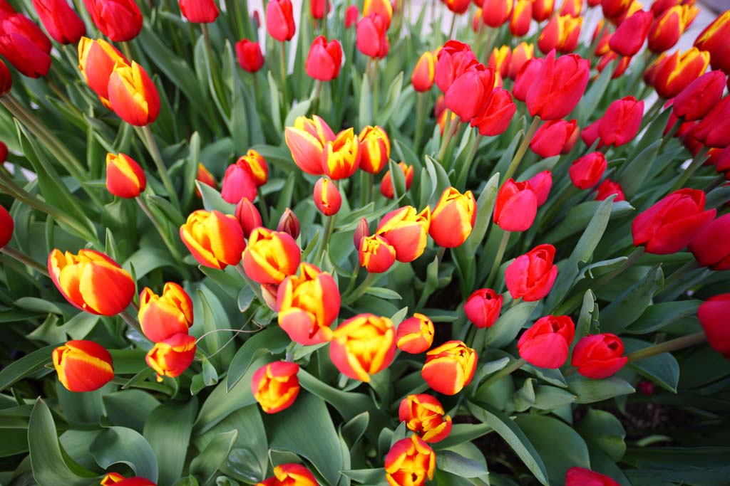 fotografia, materiale, libero il panorama, dipinga, fotografia di scorta,Un tulipano, tulipano, petalo, Io sono bello, 