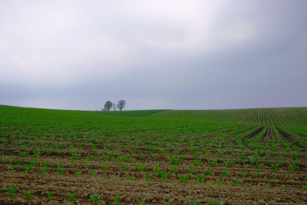 Foto, materieel, vrij, landschap, schilderstuk, bevoorraden foto,Bewustwording van het land, Biei, Boom, Veld, Morgen