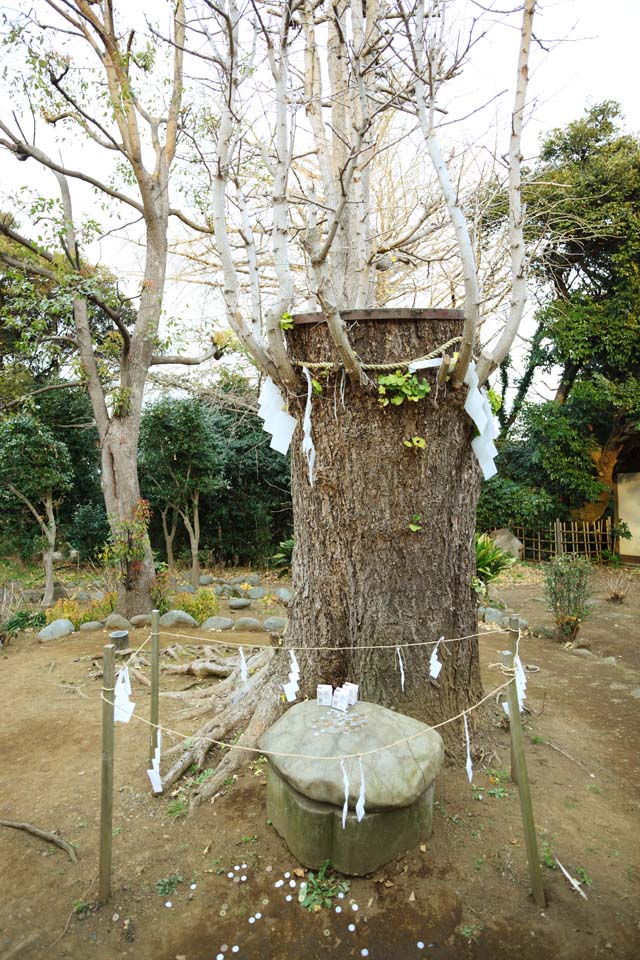 photo,material,free,landscape,picture,stock photo,Creative Commons,Eshima Shrine Okutsu shrine, Prevention against evil, carapace of a turtle crest, , large maidenhair tree