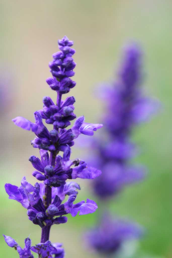 photo, la matire, libre, amnage, dcrivez, photo de la rserve,Fleurs alignes, Furano, fleur, sauge bleue, 