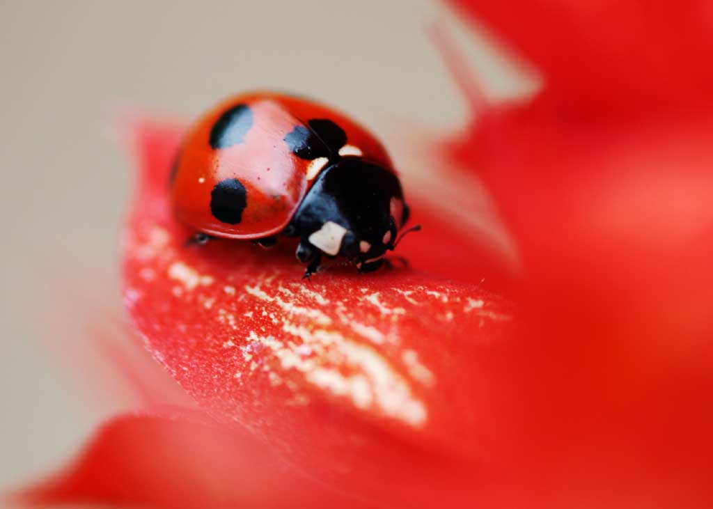 photo,material,free,landscape,picture,stock photo,Creative Commons,Ladybug, Furano, flower, insect, ladybug