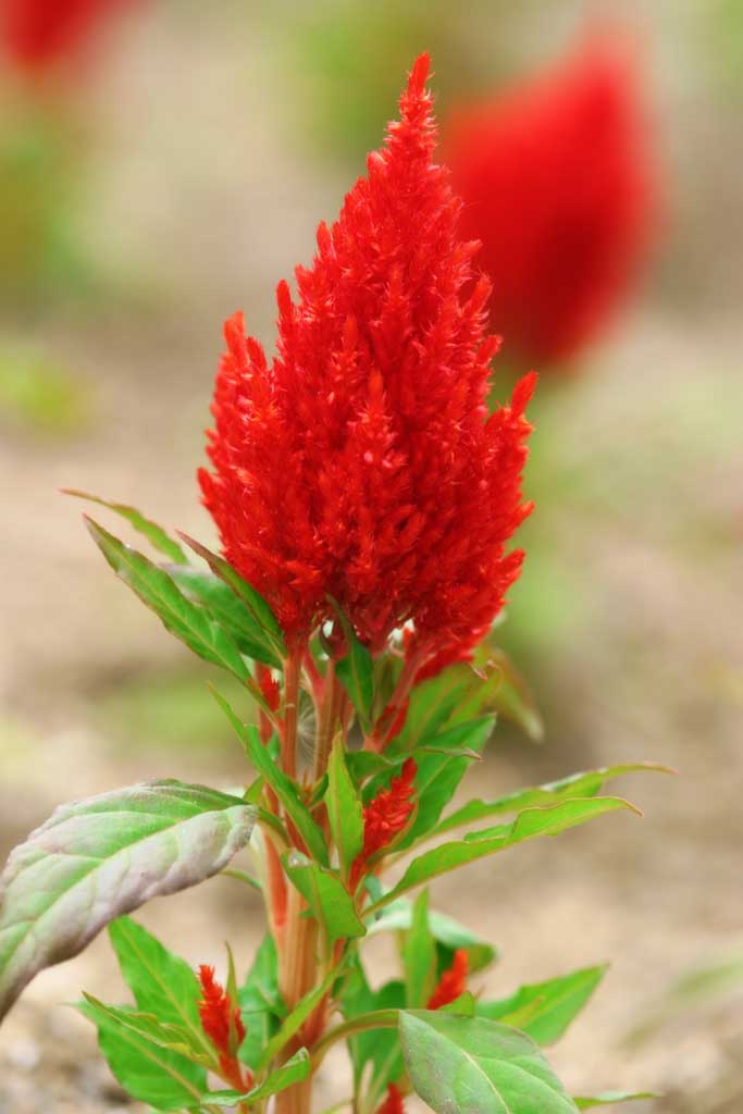 fotografia, materiale, libero il panorama, dipinga, fotografia di scorta,Cresta di gallo in fiamme, Furano, fiore, cresta di gallo, 