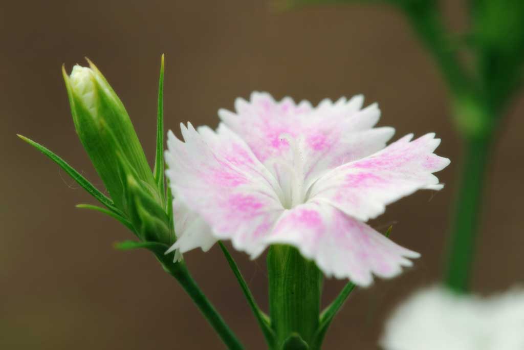 fotografia, material, livra, ajardine, imagine, proveja fotografia,Gillyflower, Furano, flor, gillyflower, 