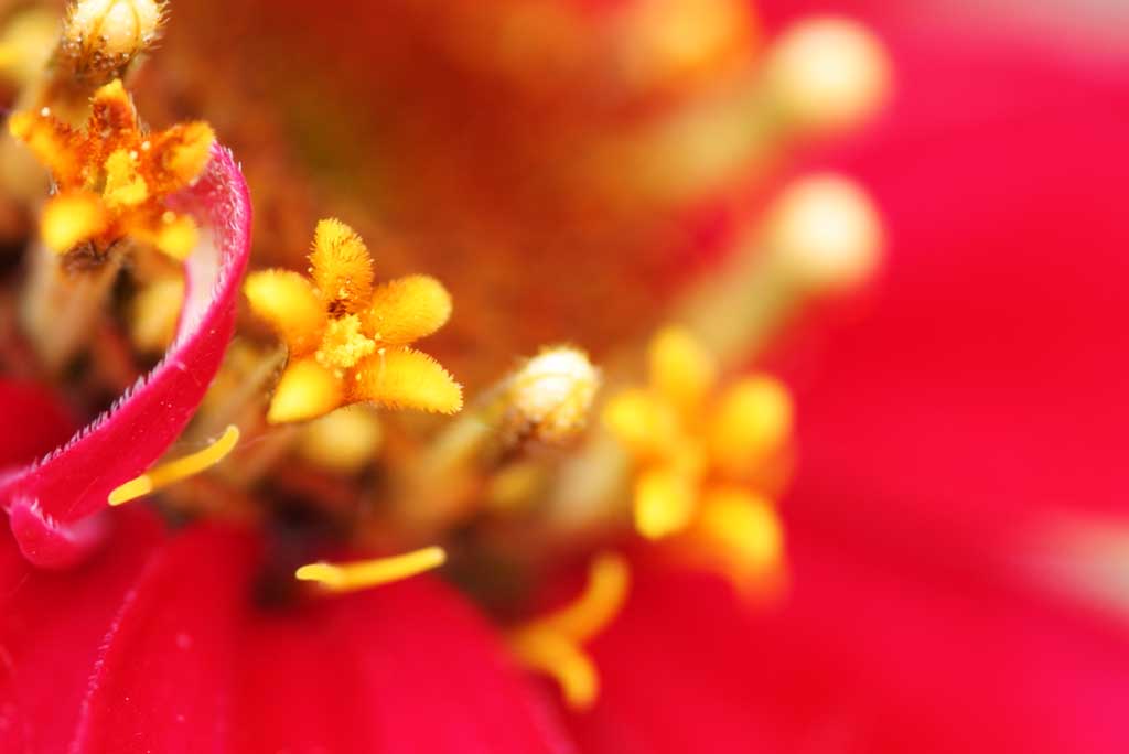 fotografia, material, livra, ajardine, imagine, proveja fotografia,Flores em uma flor, Furano, flor, , 