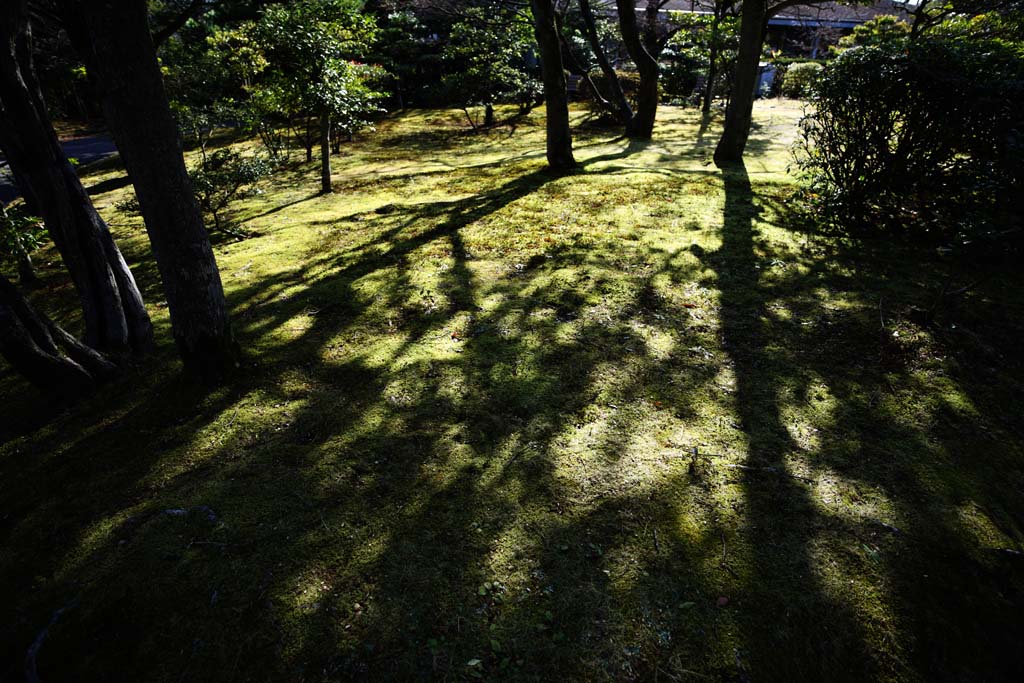 photo, la matire, libre, amnage, dcrivez, photo de la rserve,Le modelage de l'ombre d'un arbre, Mousse, L'ombre d'un arbre, arbre, Ombre