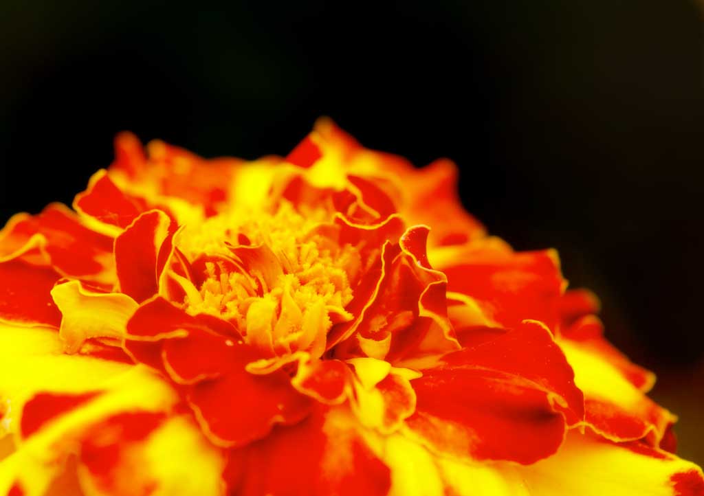 photo,material,free,landscape,picture,stock photo,Creative Commons,Marigold, Furano, flower, marigold, blue sky