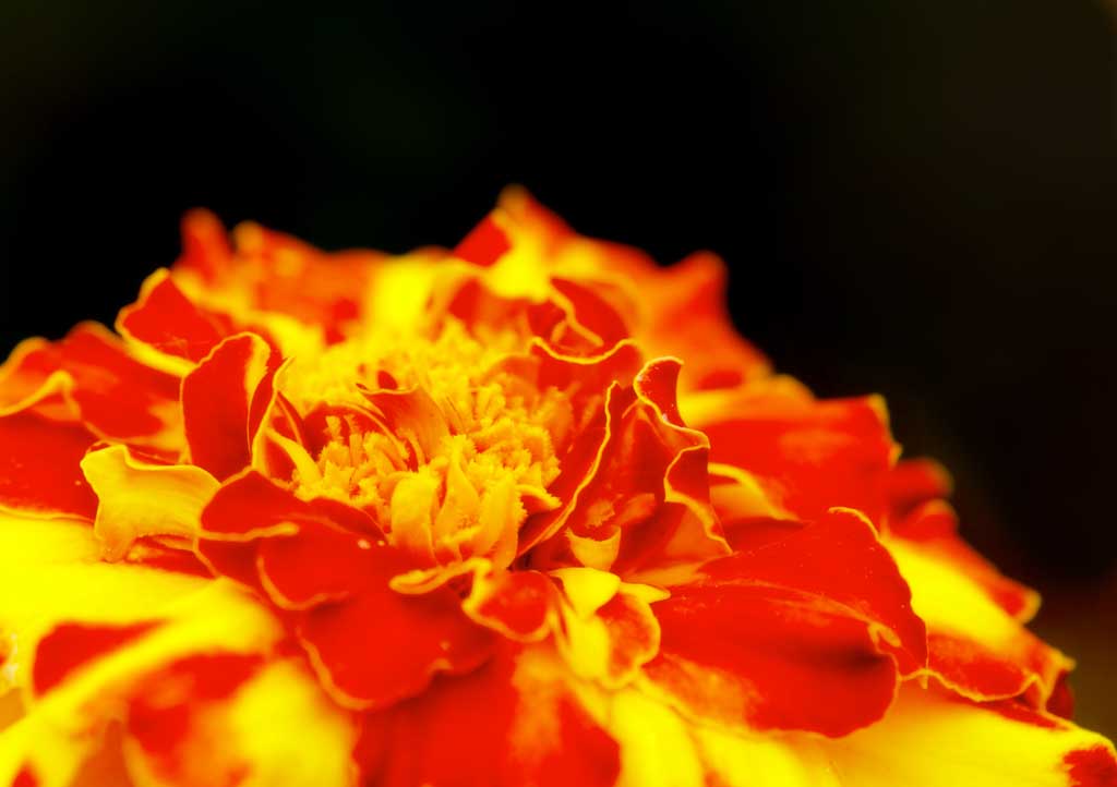 , , , , ,  .,marigold., Furano, , marigold,  