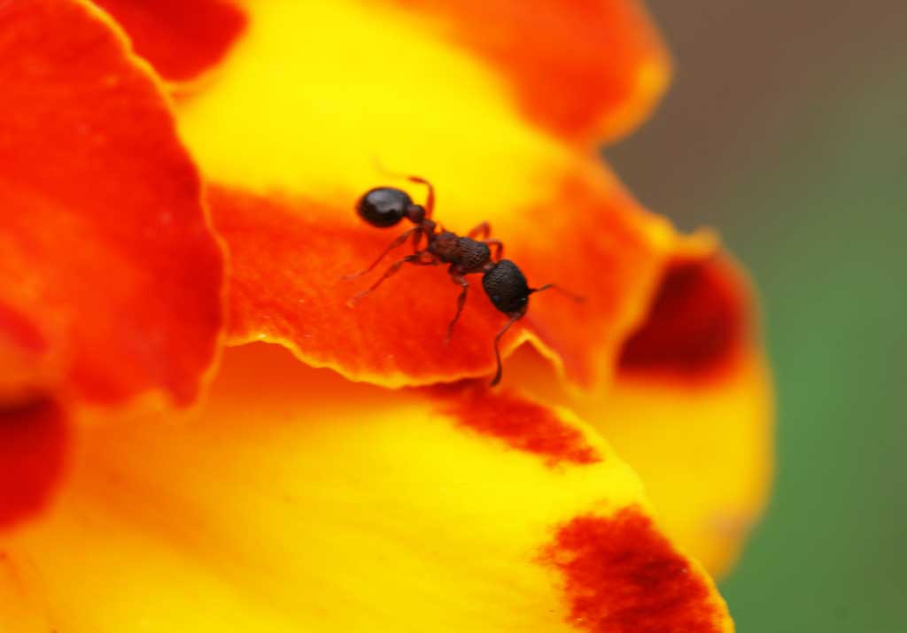 photo,material,free,landscape,picture,stock photo,Creative Commons,Richly colored stage, Furano, flower, marigold, insect