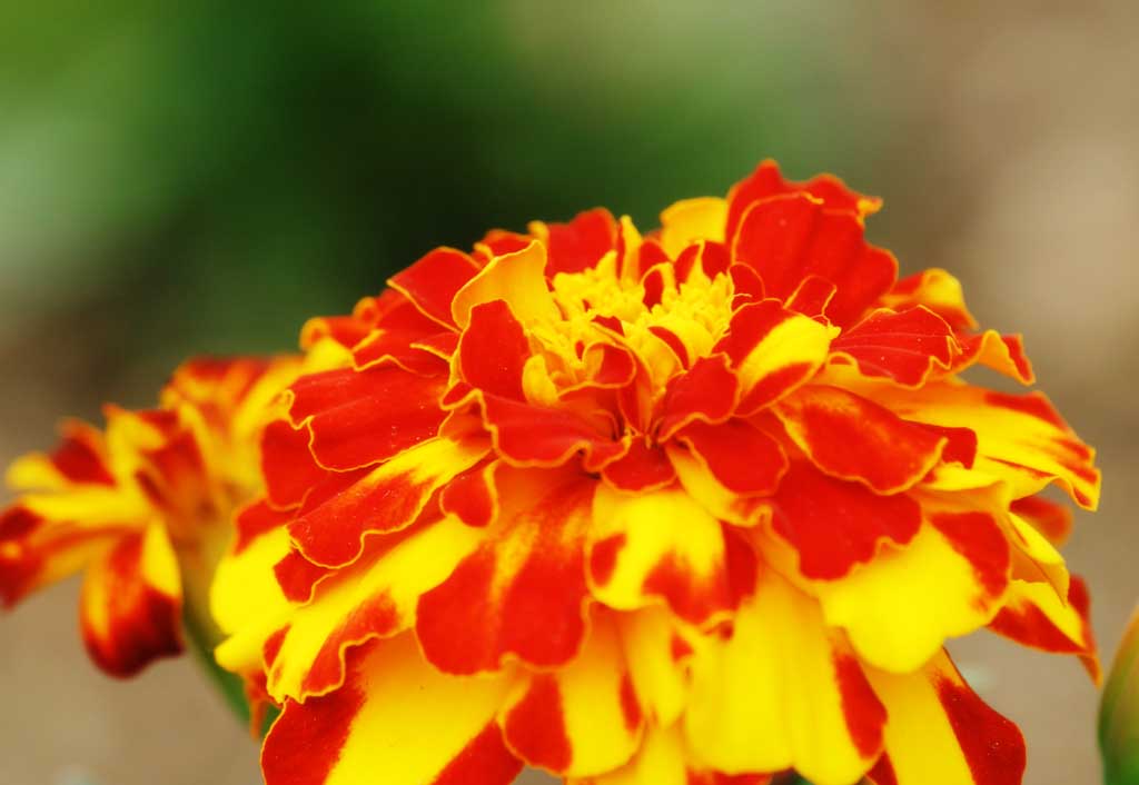 photo,material,free,landscape,picture,stock photo,Creative Commons,Marigold, Furano, flower, marigold, blue sky