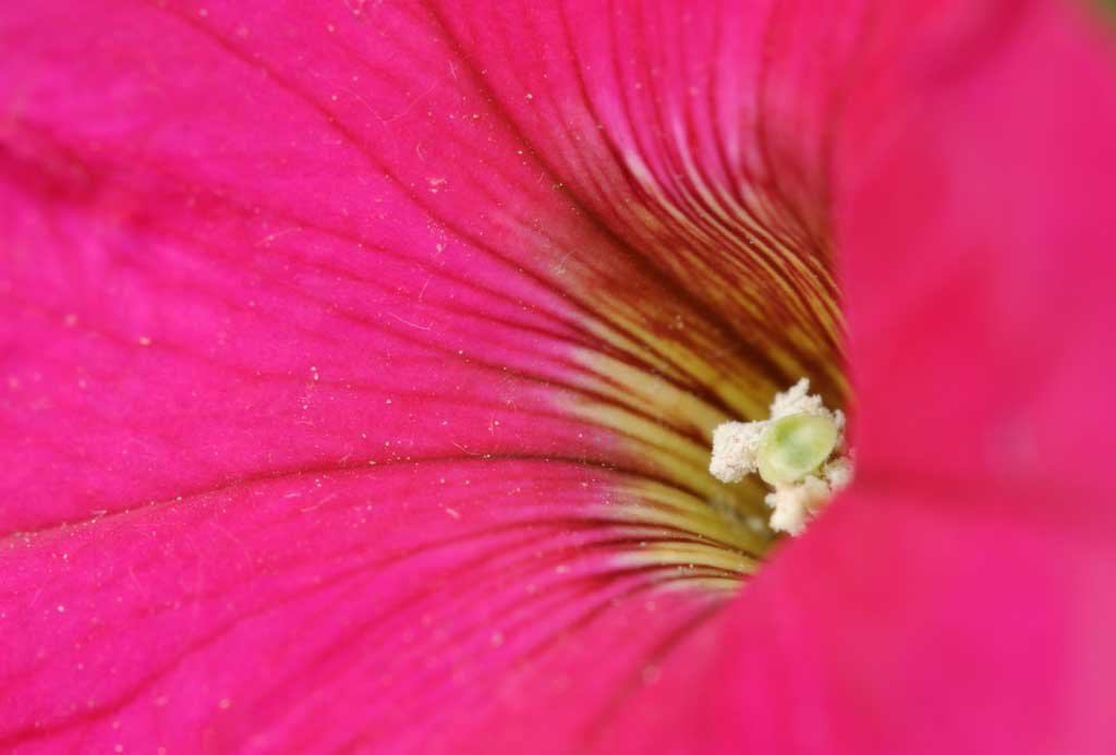 photo,material,free,landscape,picture,stock photo,Creative Commons,Petunia, Furano, flower, petunia, pollen