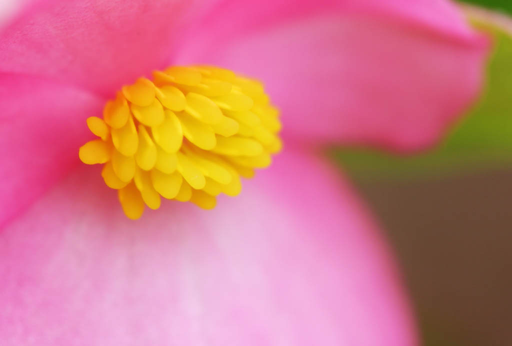 photo,material,free,landscape,picture,stock photo,Creative Commons,Self-conscious begonia, Furano, flower, begonia, stamens