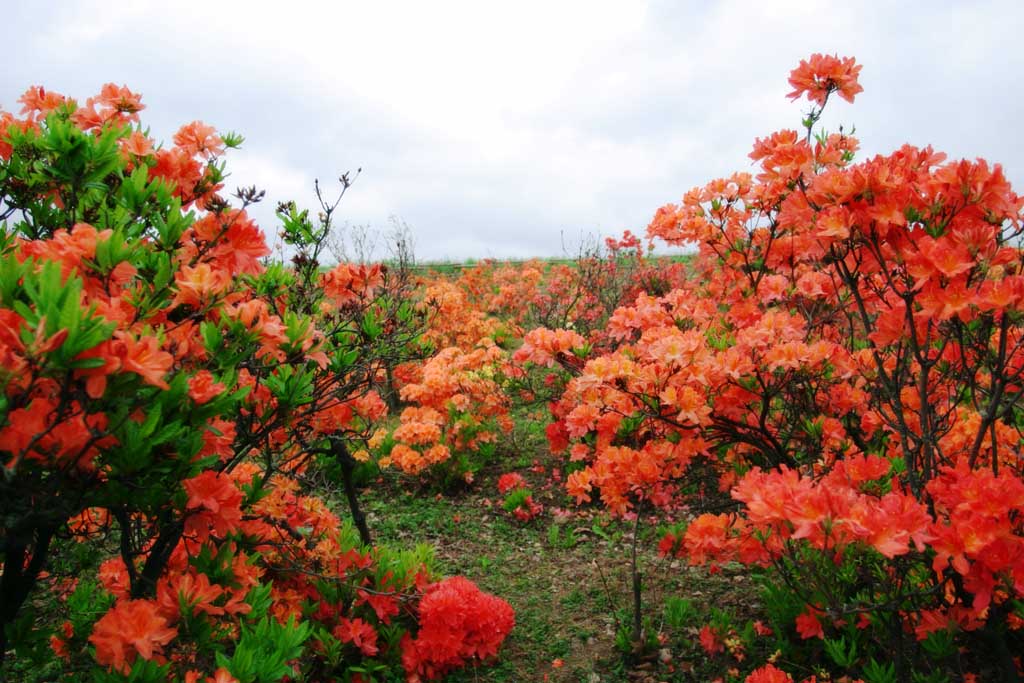 Foto, materieel, vrij, landschap, schilderstuk, bevoorraden foto,Azalea, Furano, Bloem, Azalea, 