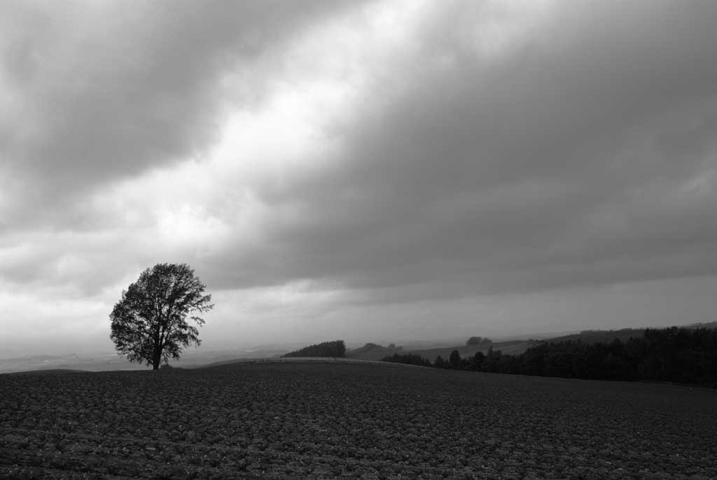 Foto, materieel, vrij, landschap, schilderstuk, bevoorraden foto,Filosofie binnen dreigende toestand, Furano, Boom, Wolk, Lucht