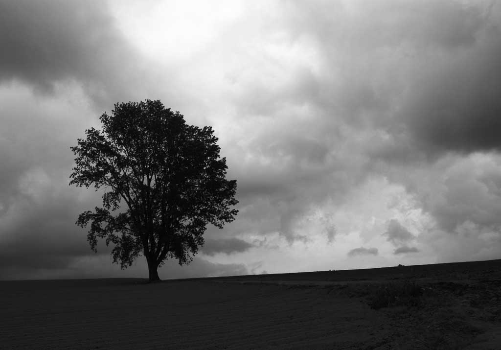 photo,material,free,landscape,picture,stock photo,Creative Commons,Cloud of philosophy, Biei, tree, cloud, sky