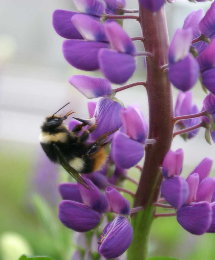 photo,material,free,landscape,picture,stock photo,Creative Commons,Bee's meal, bee, lupine, flower, insect