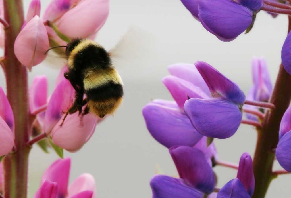 foto,tela,gratis,paisaje,fotografa,idea,Abeja volando, Abeja, Lupine, Flor, Insecto