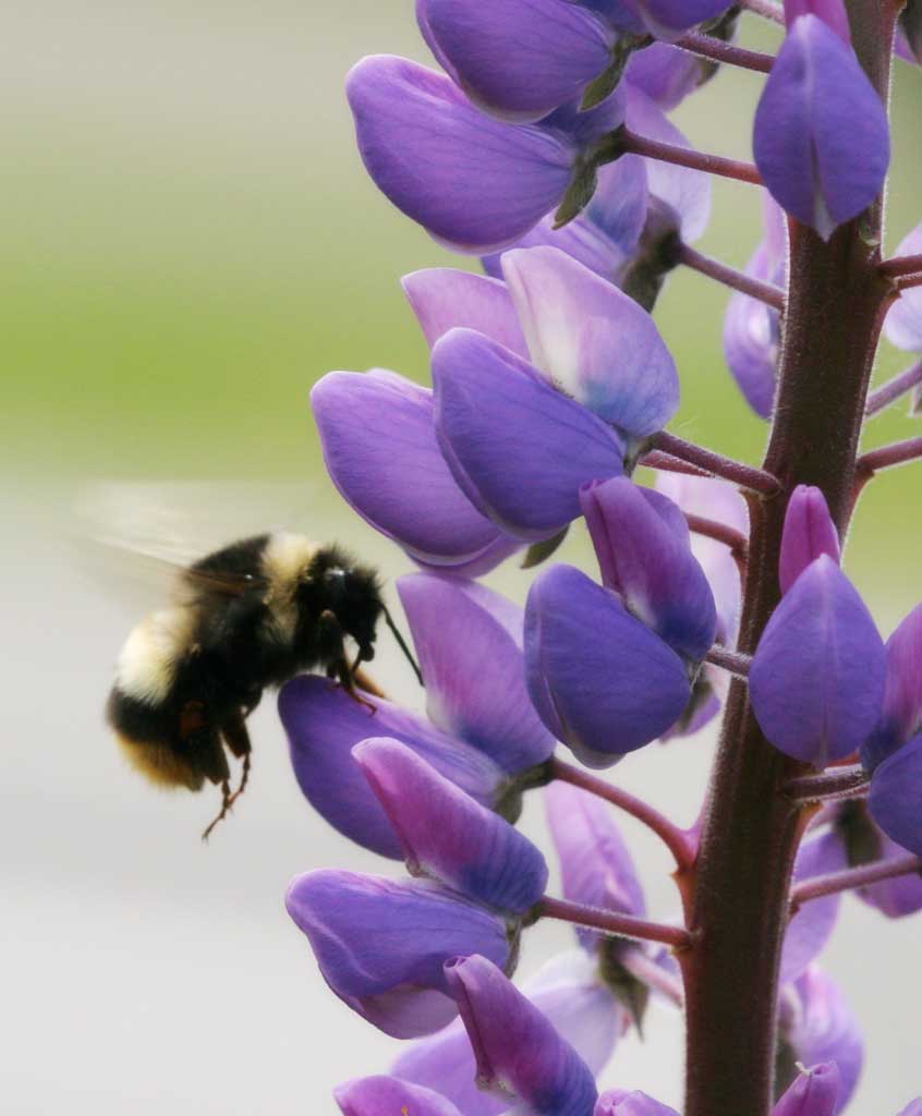 Foto, materiell, befreit, Landschaft, Bild, hat Foto auf Lager,Lupine und eine Biene, Biene, Lupine, Blume, Insekt