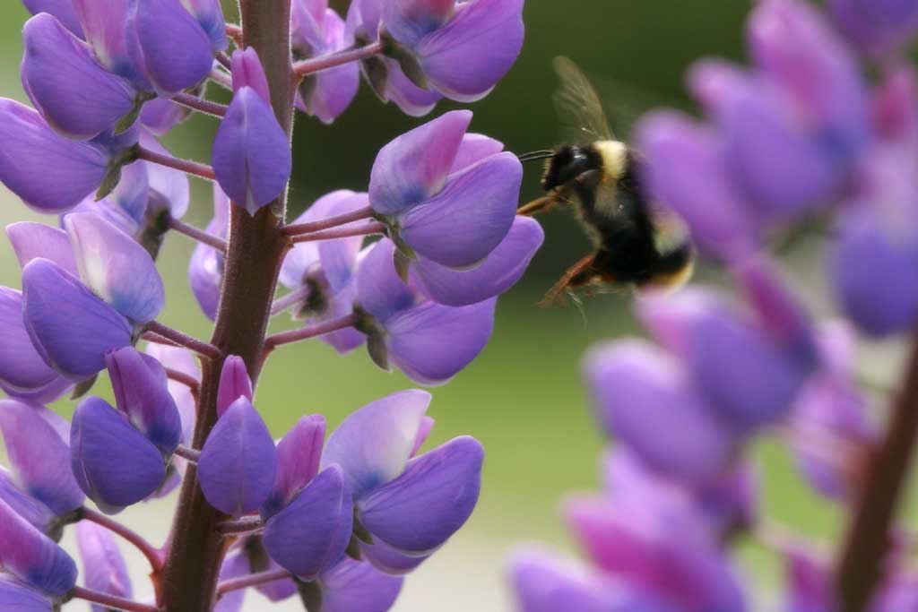 photo, la matire, libre, amnage, dcrivez, photo de la rserve,Dcrivez y compris une abeille, abeille, lupin, fleur, insecte