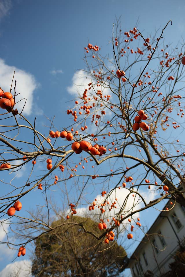 foto,tela,gratis,paisaje,fotografa,idea,El caqui del museo de pueblo de Meiji - mura, Caqui, Fruta, Una naranja, Cielo azul