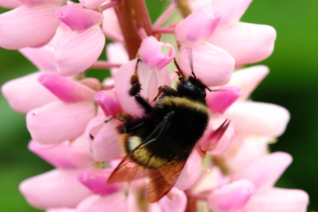 photo,material,free,landscape,picture,stock photo,Creative Commons,Bumblebee, bee, lupine, flower, insect