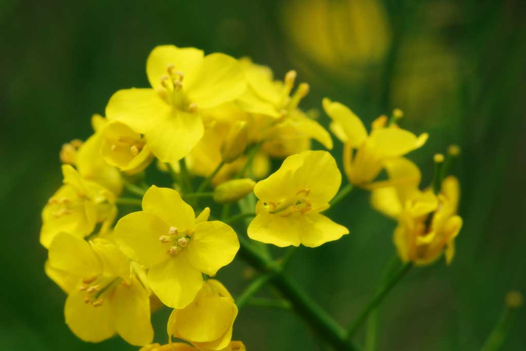 photo,material,free,landscape,picture,stock photo,Creative Commons,Yellow of rape blossoms, yellow, blossom, , 