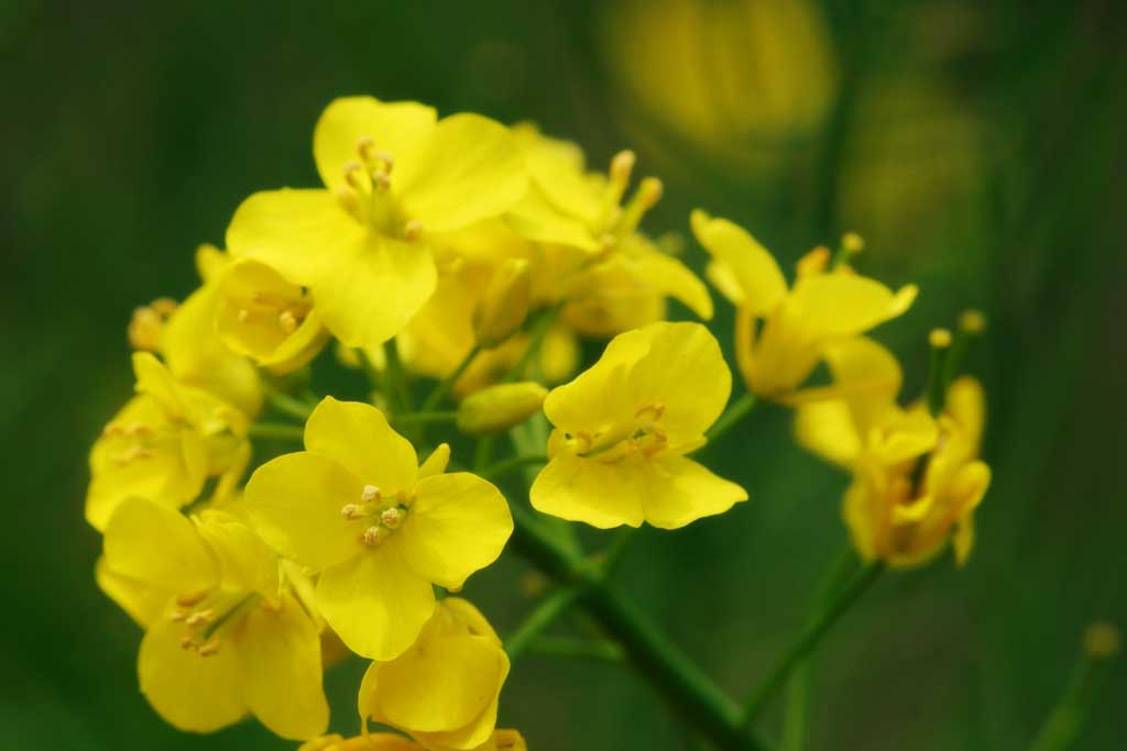 Foto, materieel, vrij, landschap, schilderstuk, bevoorraden foto,Geel van verkrachten bloesems, Geel, Bloesem, , 