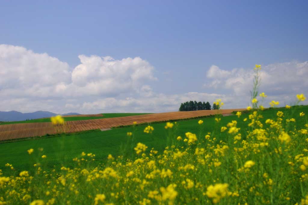 Foto, materiell, befreit, Landschaft, Bild, hat Foto auf Lager,Sommer in einem Vergewaltigungsbltenfeld, Blte, Wolke, blauer Himmel, Feld