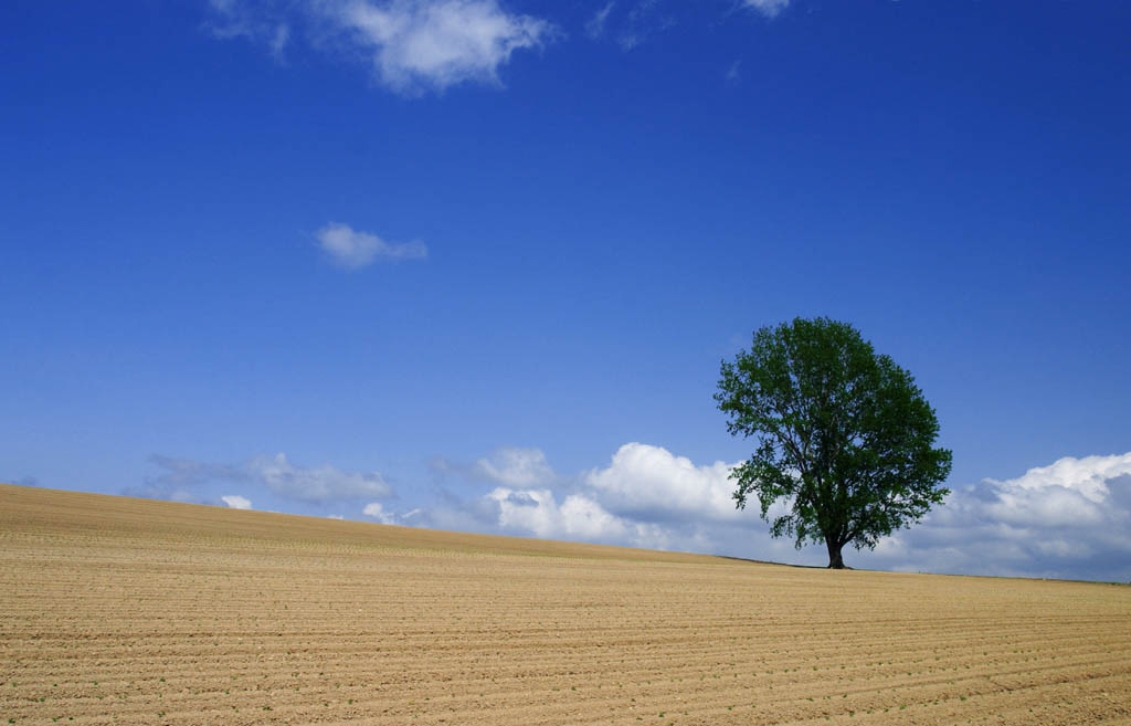 Foto, materieel, vrij, landschap, schilderstuk, bevoorraden foto,Zomer van de boom van de filosofie, Veld, Boom, Blauwe lucht, Wolk