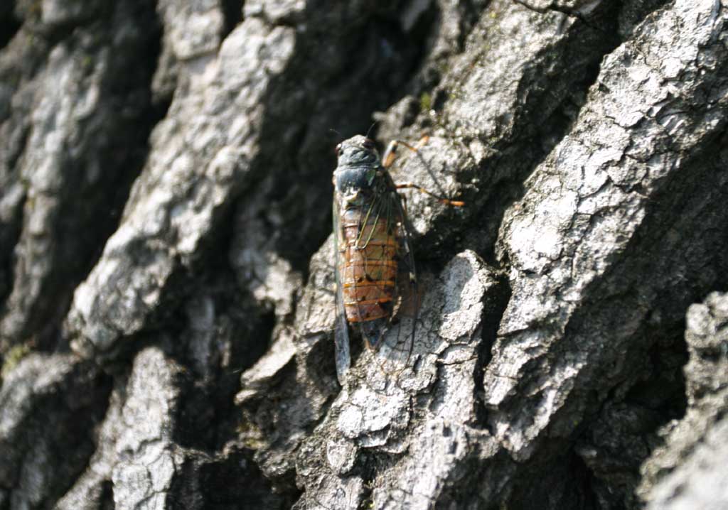 photo,material,free,landscape,picture,stock photo,Creative Commons,Cicada, cicada, , bark, 