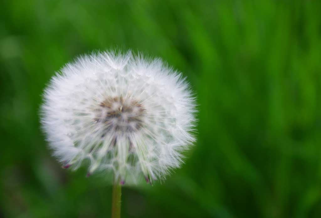 Foto, materiell, befreit, Landschaft, Bild, hat Foto auf Lager,Lwenzahnflaum, Lwenzahn, Flaum, wei, 