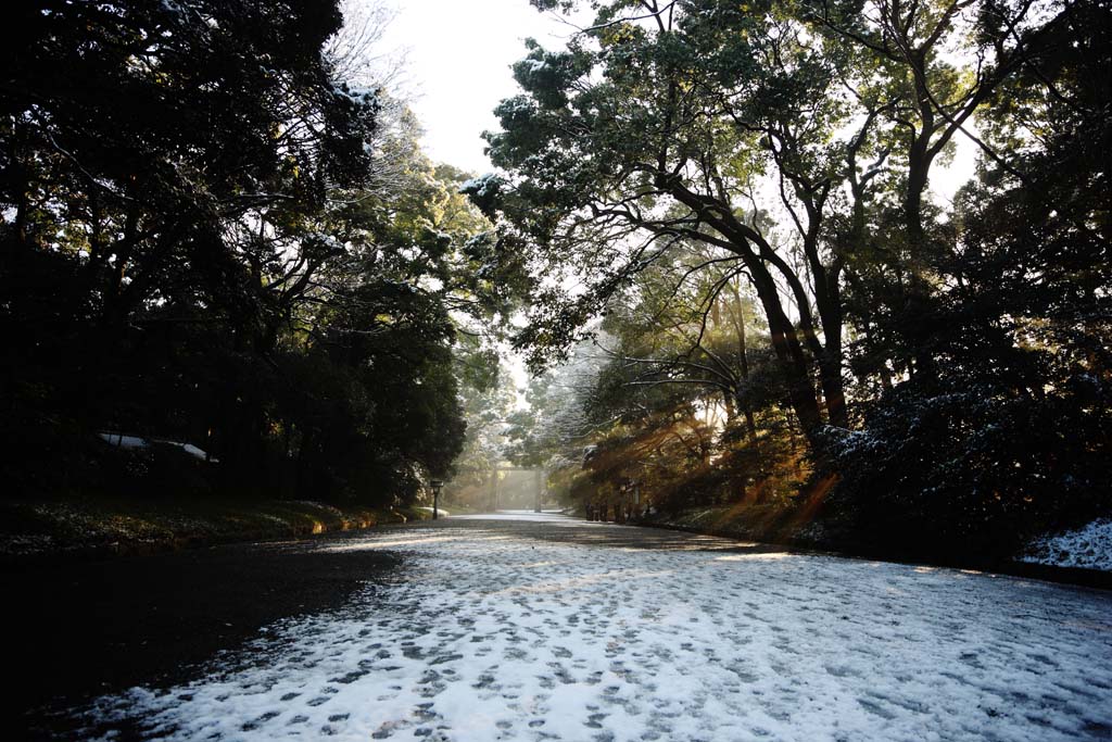 Foto, materieel, vrij, landschap, schilderstuk, bevoorraden foto,Meiji Heiligdom benadering van een heiligdom, De Keizer, Shinto heiligdom, Sneeuw, Een benadering van een heiligdom