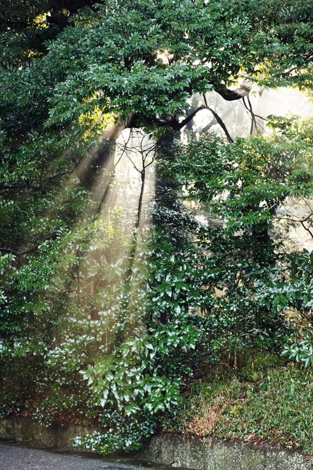 photo, la matire, libre, amnage, dcrivez, photo de la rserve,La lumire de l'oracle, Sei Dieu, ligne lgre, Lumire sacre, Luminosit