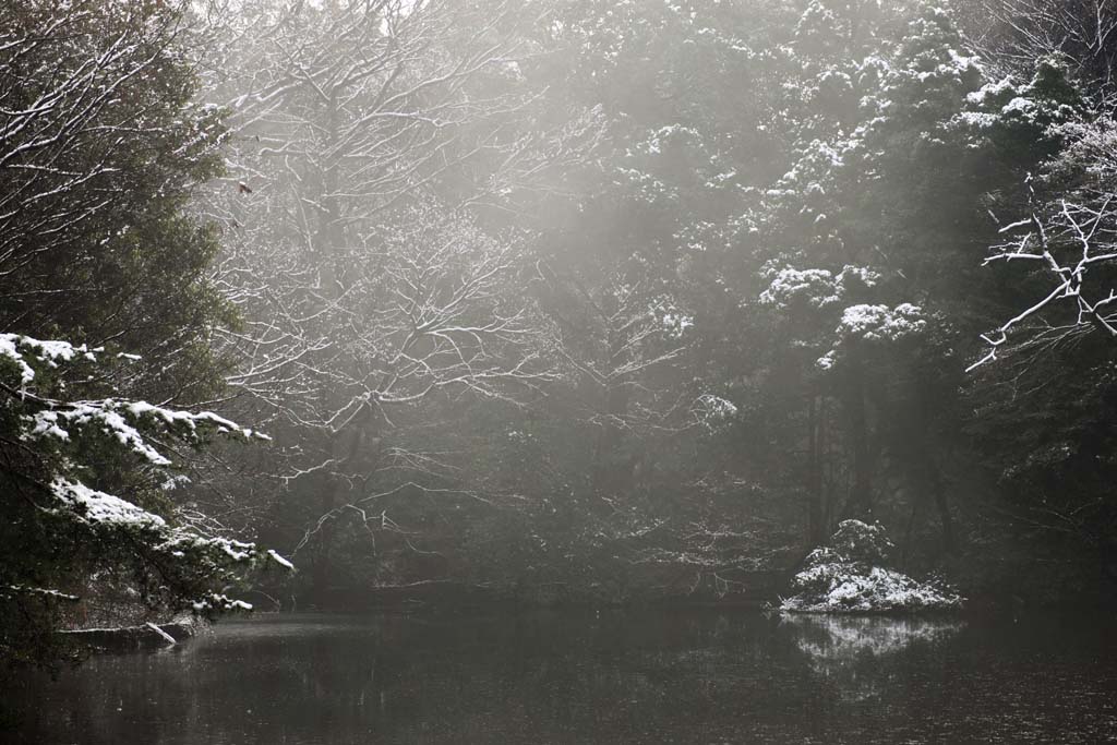 foto,tela,gratis,paisaje,fotografa,idea,Jardn de Imperial del santuario de Meiji, Santuario sintosta, Laguna, El Emperador, Naturaleza