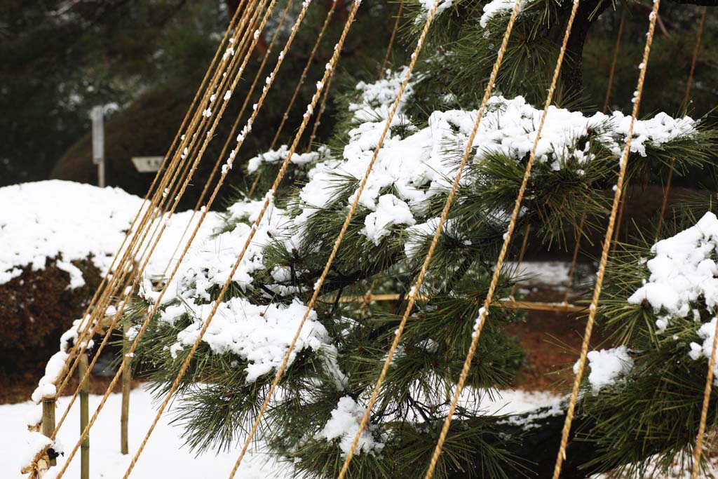 photo, la matire, libre, amnage, dcrivez, photo de la rserve,Temple Meiji jardin Imprial, Temple shintoste, Les neige-cordes branche-secondaires du pin, L'empereur, Pche de la neige