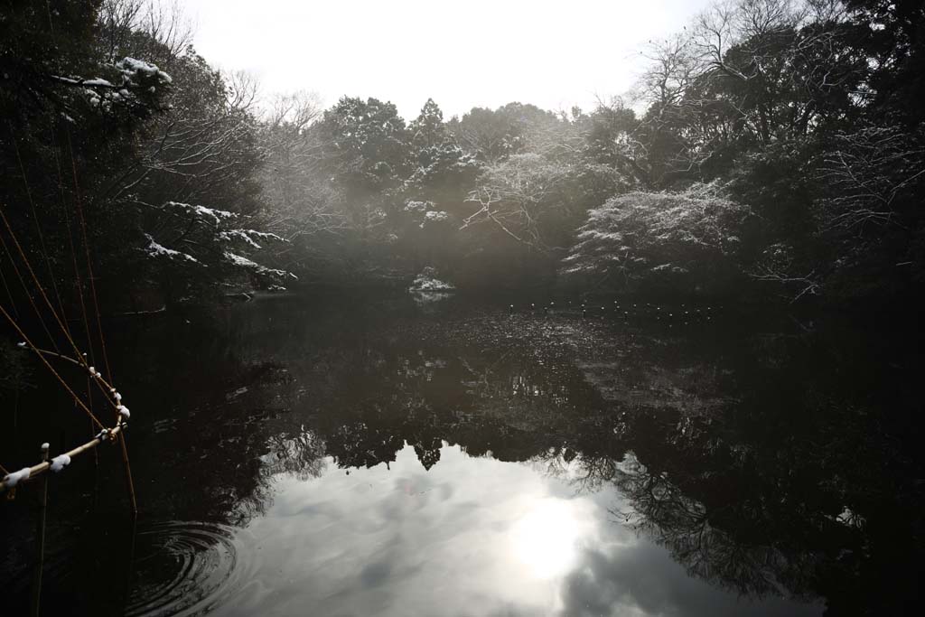 fotografia, materiale, libero il panorama, dipinga, fotografia di scorta,Sacrario di Meiji giardino Imperiale, Sacrario scintoista, stagno, L'imperatore, Natura