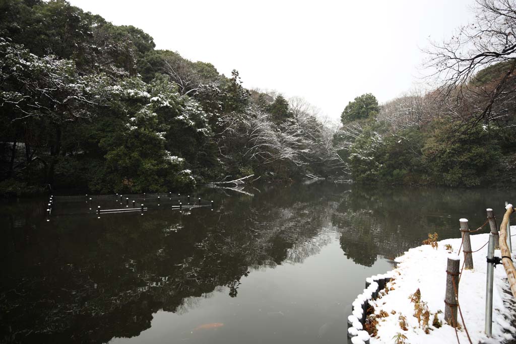 Foto, materieel, vrij, landschap, schilderstuk, bevoorraden foto,Meiji Shrine Imperial tuinieren, Shinto heiligdom, Waterplas, De Keizer, Natuur