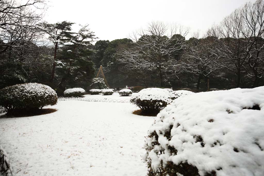 Foto, materiell, befreit, Landschaft, Bild, hat Foto auf Lager,Meiji Shrine Imperial Garten, Schintoistischer Schrein, Gartenpflanze, Der Kaiser, Natur