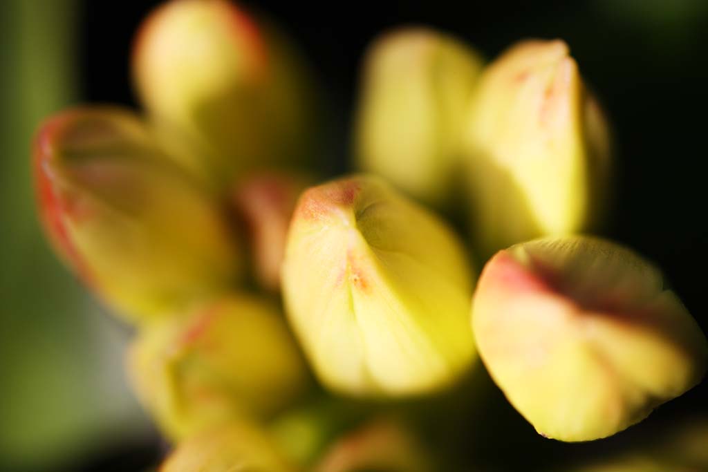 photo,material,free,landscape,picture,stock photo,Creative Commons,The bud of the Kaffir lily, Kaffir lily, I don't know, , Yellow