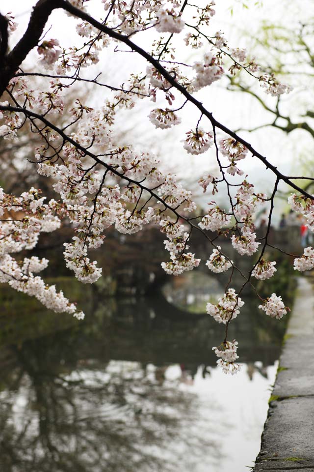 photo,material,free,landscape,picture,stock photo,Creative Commons,Kurashiki cherry tree, cherry tree, , bridge, Japanese culture