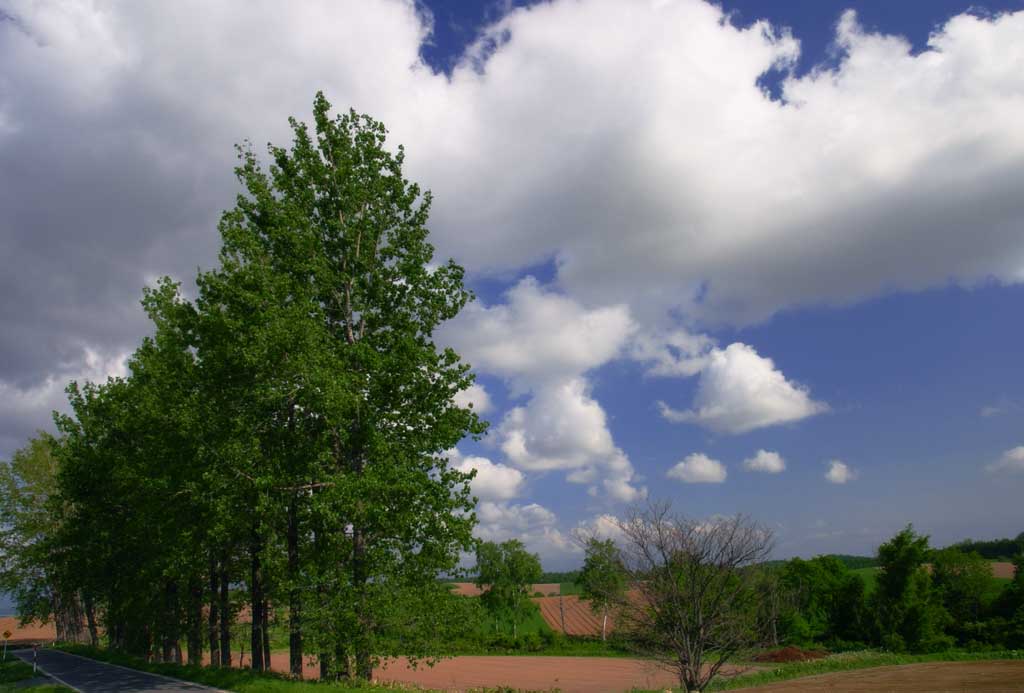 Foto, materieel, vrij, landschap, schilderstuk, bevoorraden foto,Boom lijn en bewolken, Gaarde, Wolk, Blauwe lucht, Rij van de bomen