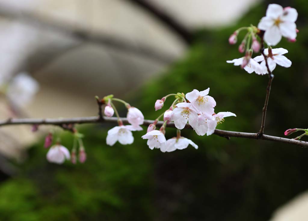 Foto, materieel, vrij, landschap, schilderstuk, bevoorraden foto,Kurashiki kers boom, Kers boom, , Mos, Japanse cultuur