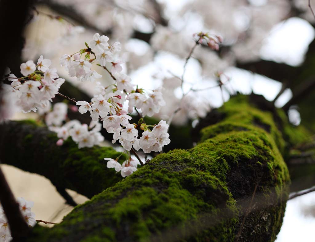 foto,tela,gratis,paisaje,fotografa,idea,Cerezo de Kurashiki, Cerezo, , Moss, Cultura japonesa