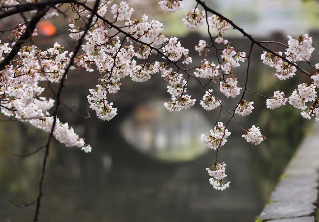 photo, la matire, libre, amnage, dcrivez, photo de la rserve,Arbre de cerise Kurashiki, arbre de la cerise, , pont, Japonais fait une culture