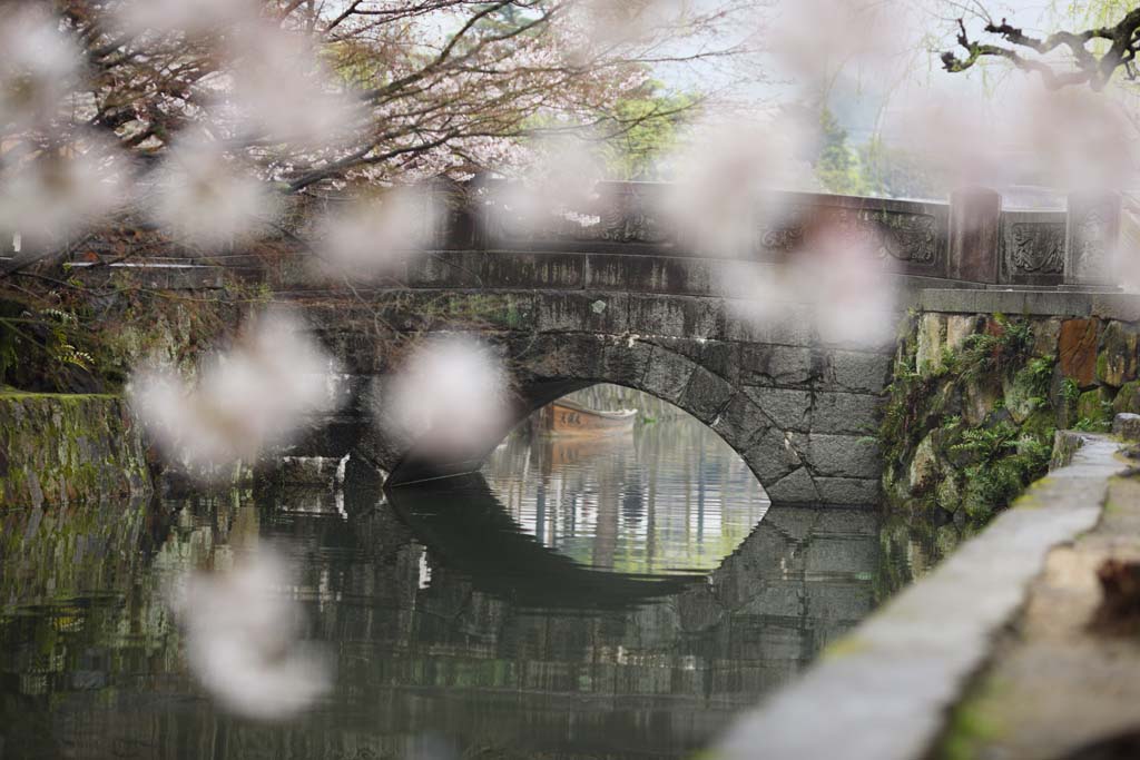 fotografia, material, livra, ajardine, imagine, proveja fotografia,Kurashiki Imahashi, Cultura tradicional, ponte de pedra, rvore de cereja, A histria