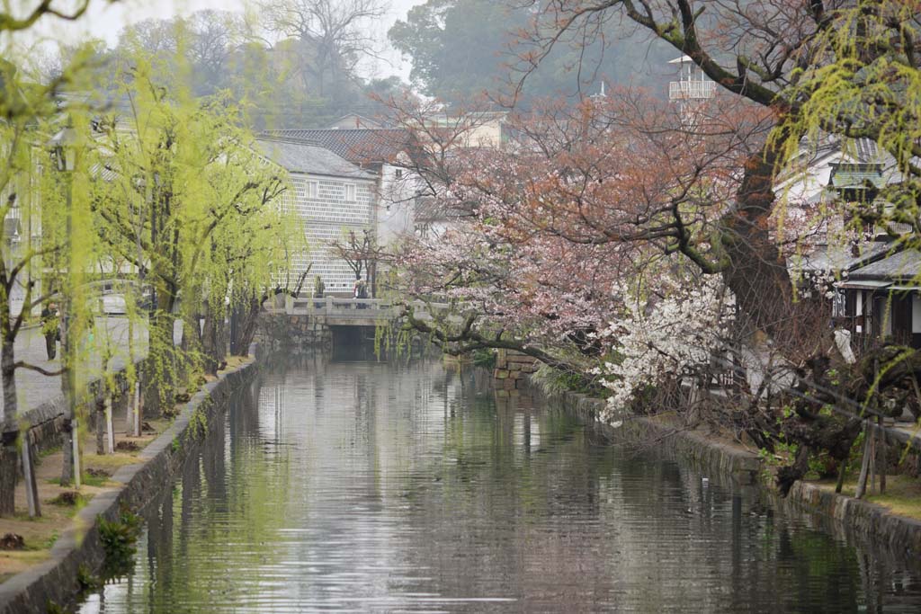 photo, la matire, libre, amnage, dcrivez, photo de la rserve,Kurashiki Kurashiki rivire, Culture traditionnelle, arbre de la cerise, Japonais fait une culture, L'histoire