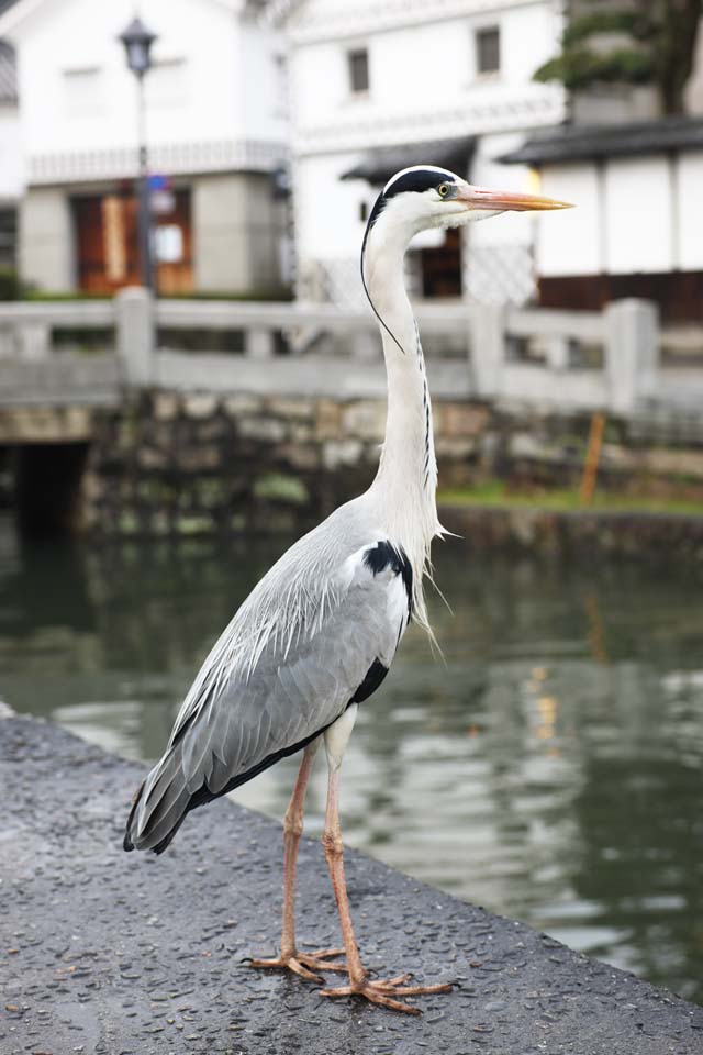 foto,tela,gratis,paisaje,fotografa,idea,Garzas grises, Garzas, Ave de tamao grande, Ave perjudicial, Factura