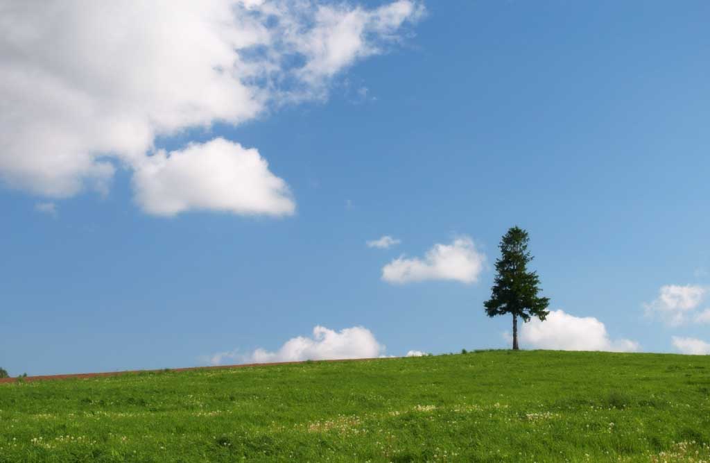 Foto, materieel, vrij, landschap, schilderstuk, bevoorraden foto,Het staan spant binnen de veld, Gaarde, Wolk, Blauwe lucht, Boom