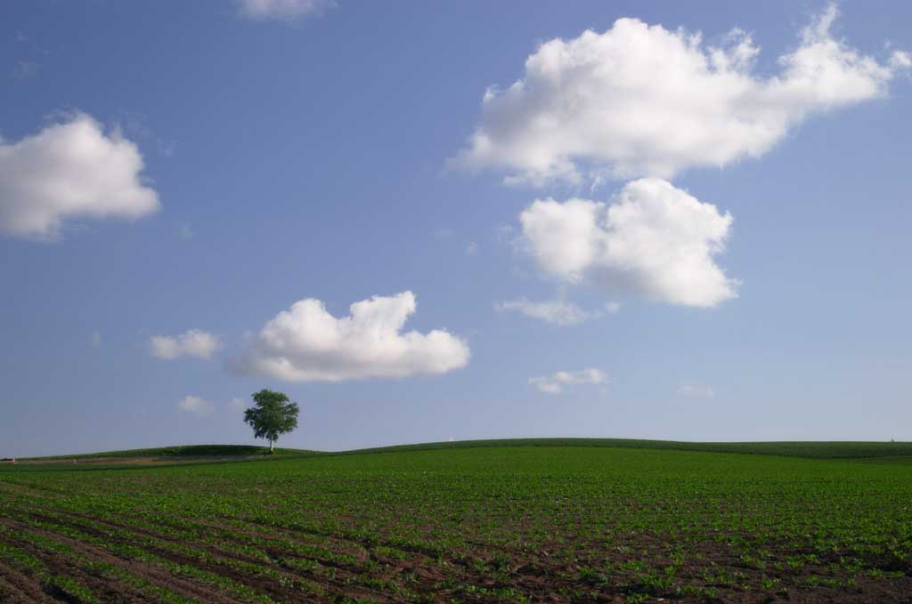 Foto, materieel, vrij, landschap, schilderstuk, bevoorraden foto,Het schouwen de bouwland, Boom, Wolk, Blauwe lucht, Veld