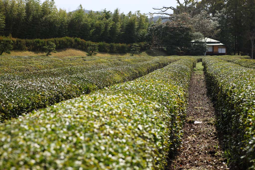 fotografia, materiale, libero il panorama, dipinga, fotografia di scorta,Koraku-en Garden piantagione di t, pianta di t, T, Festa di t, foglia di t