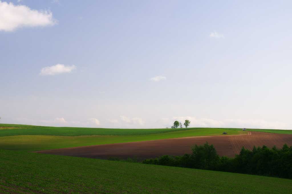 photo,material,free,landscape,picture,stock photo,Creative Commons,Parent and child trees, tree, cloud, blue sky, field